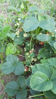 Víceplodící sazenice jahod