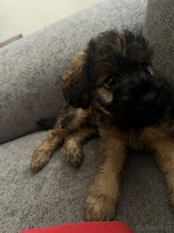 Biewer Jorkšírsky teriér bez pp