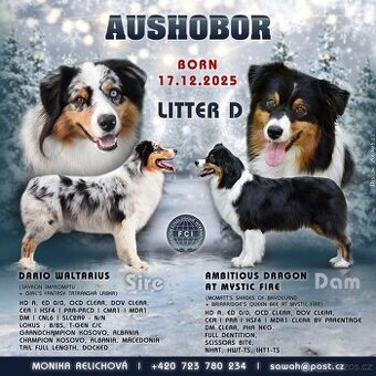 Australský ovčák s PP