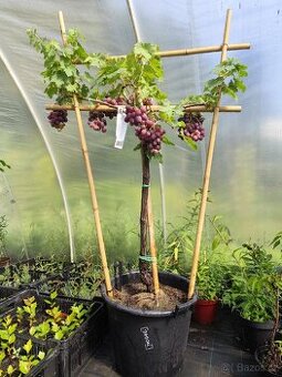 Sazenice růžové stolní víno Everest