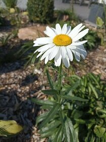 Odkopky bílé kopretiny