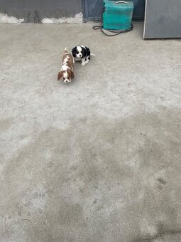 Cavalir king charles spaniel