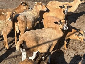 Kamerunská ovce - 1