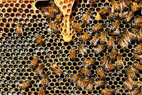 Včelý Oddělky  39x24 včely