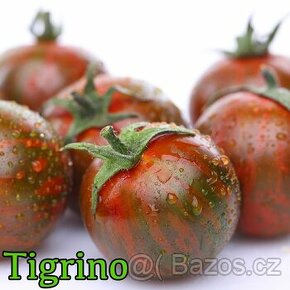 Sazenice rajčat 2