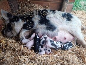 Kune Kune s nárokem na POP - selata - 1