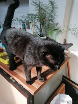Daruji kocourky