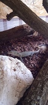 Varanus niloticus