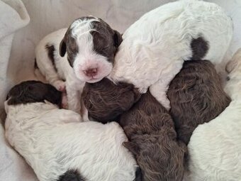 Lagotto romagnolo - štěňata