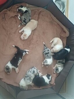 Štěňátka border kolie bez PP