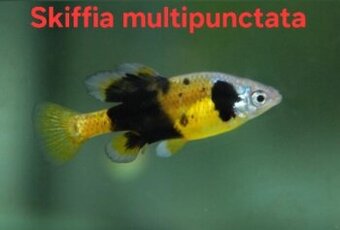 Divoké živorodky- Skiffia multipuctata