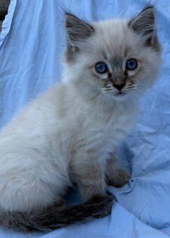 Ragdoll koťata