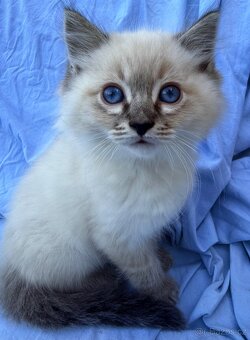 Ragdoll koťata
