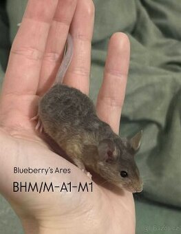 Myš myšky