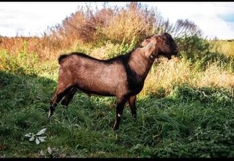 Anglonubijsky plemenný kozel
