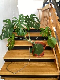 Monstera
