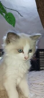 Ragdoll koťátka