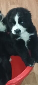 Bernský salašnický