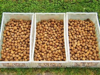 Prodáme VLAŠSKÉ OŘECHY