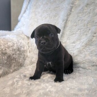 Stafordsirsky bulterier s PP