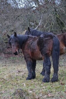 VÝPRODEJ - Belgický chladnokrevník - nar 2024,2025
