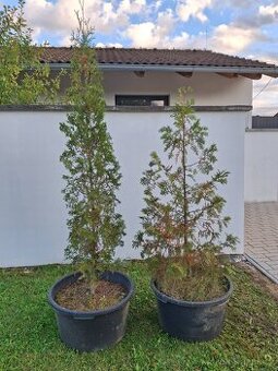 2 tůje 2 thuje vzrostlé