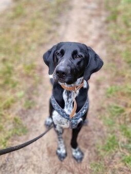 BEN K ADOPCI - přátelský akční mazel