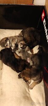 Atraktivní štěňata - 1