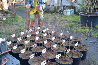 Sazenice Kanadských borůvek-Plody od léta do podzimu