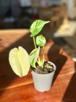 Pokojová rostlina Monstera Mint – variegovaná rarita