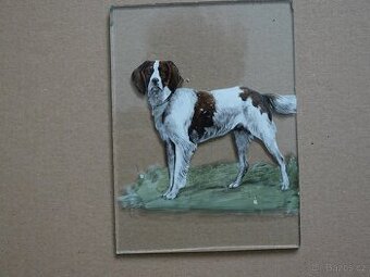 Pes na skle