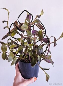 Tradescantia pallida Purple heart