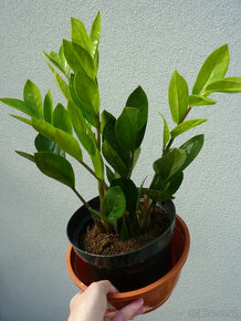 Zamioculcas - zamiokulkas - pokojová rostlina