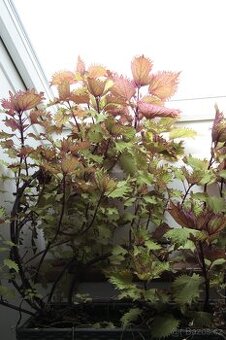 Coleus- okrasná africká kopřiva - 1