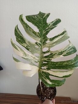 Monstera albo variegata SLEVA