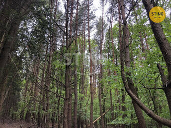 Prodej lesa 10502m2, 132353