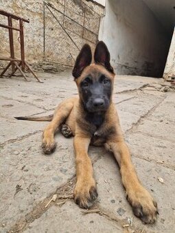 Belgický ovčák malinois