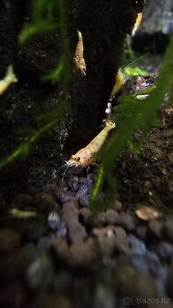 Caridina Mix