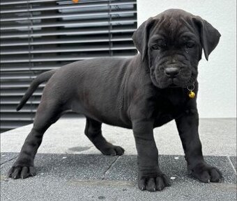 Bandog - 1