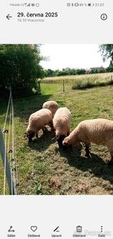Jehničky a beránek Suffolk