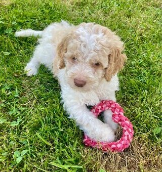 Italský vodní pes s PP Lagotto Romagnolo