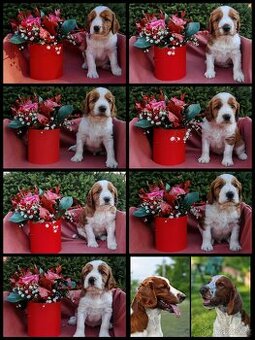 Welššpringršpaněl s PP