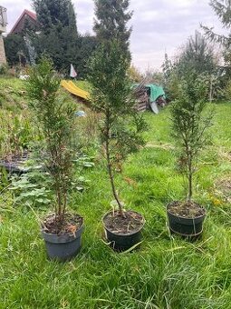 Thúje na živý plot rostliny 40-50 cm