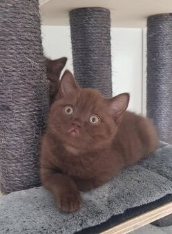 Krasna britská kratkosrstna koťata