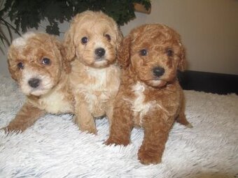 Maltipoo štěňátka