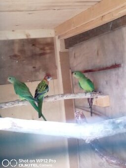 Papoušek nádherný