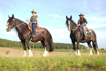 Shire horse 2 kobyly