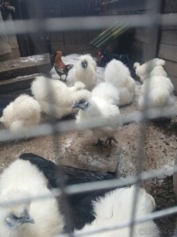 Prodam Hedvabničky bílé