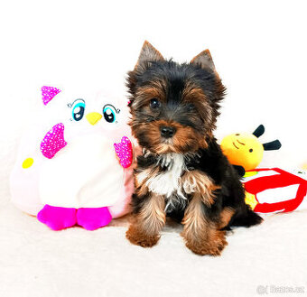 Jorkšírský teriér