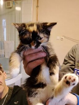 Daruji dvě kočky kotě dva měsíce jméno Tuptuś a kitka rok ůl